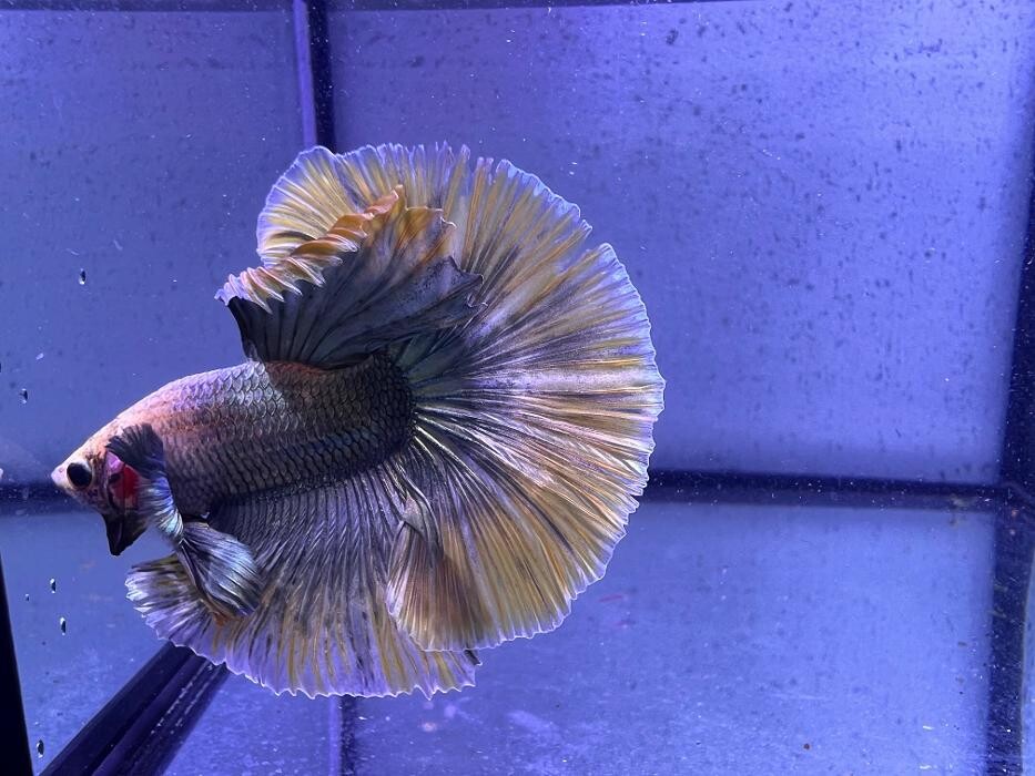 Images Aquasalvaje
