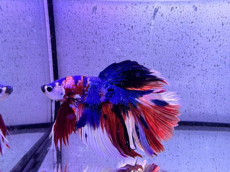 Images Aquasalvaje