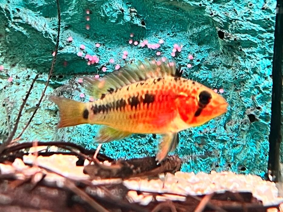 Images Aquasalvaje