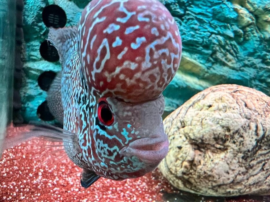 Images Aquasalvaje
