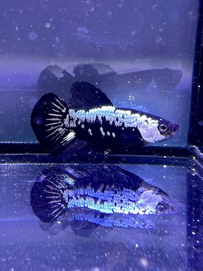 Images Aquasalvaje