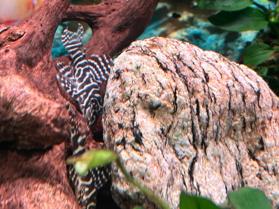 Images Aquasalvaje