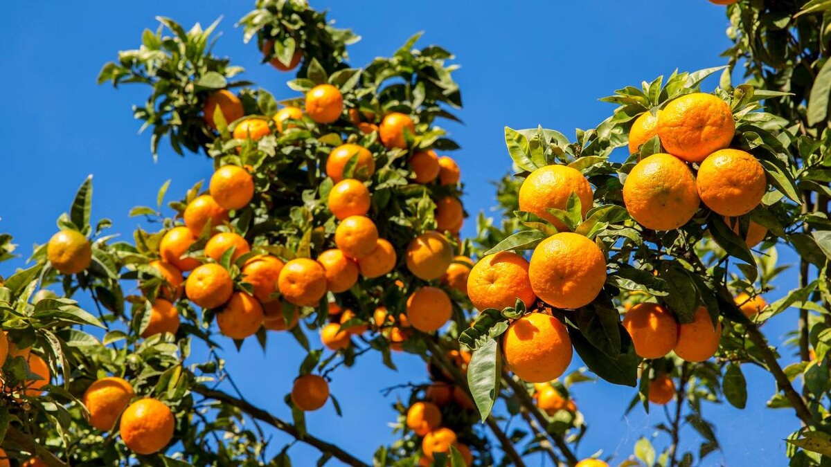 Images Jony Hortofrutas S.L.