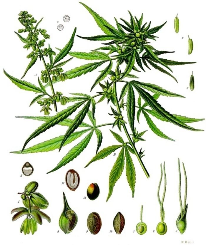 Images LLORET LEGALIZE