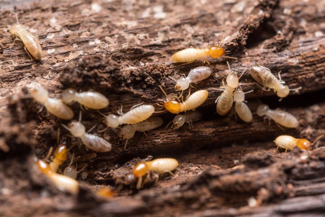 Images Biocontrol Mijas