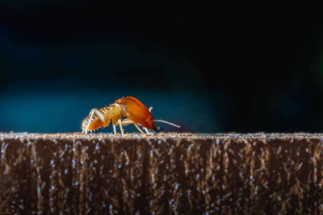 Images Biocontrol Mijas