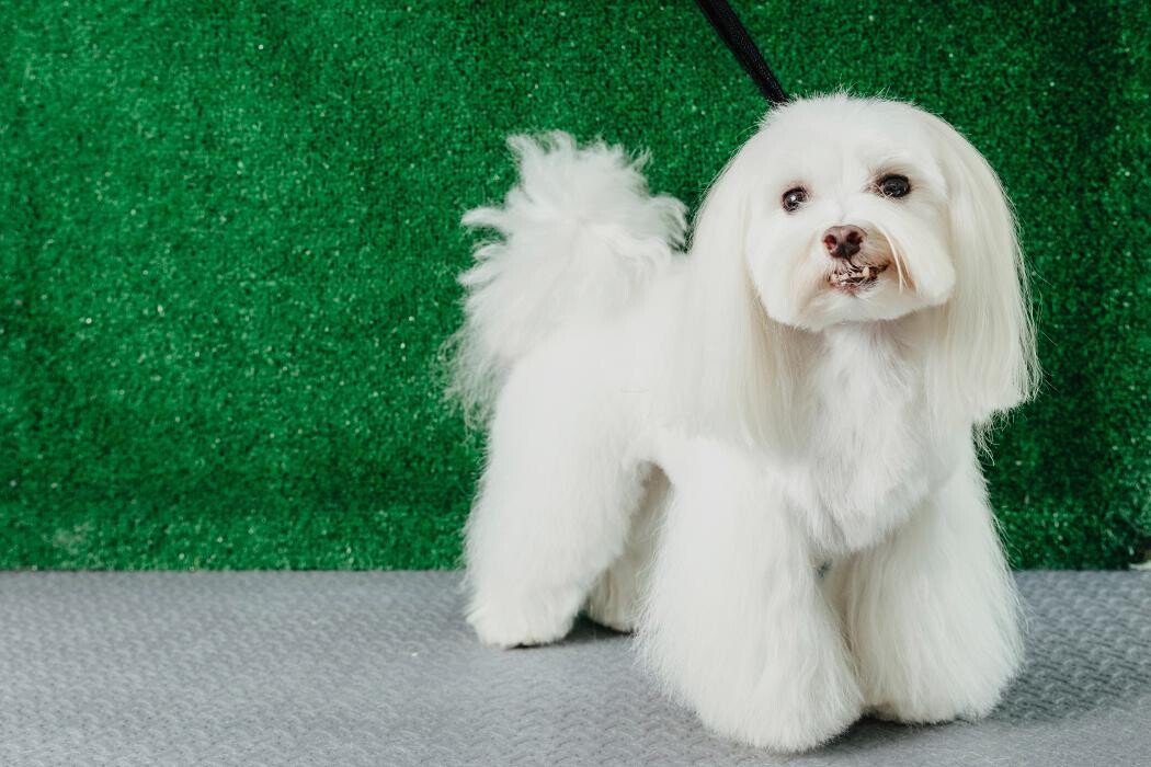 Images Mökai Mascotas