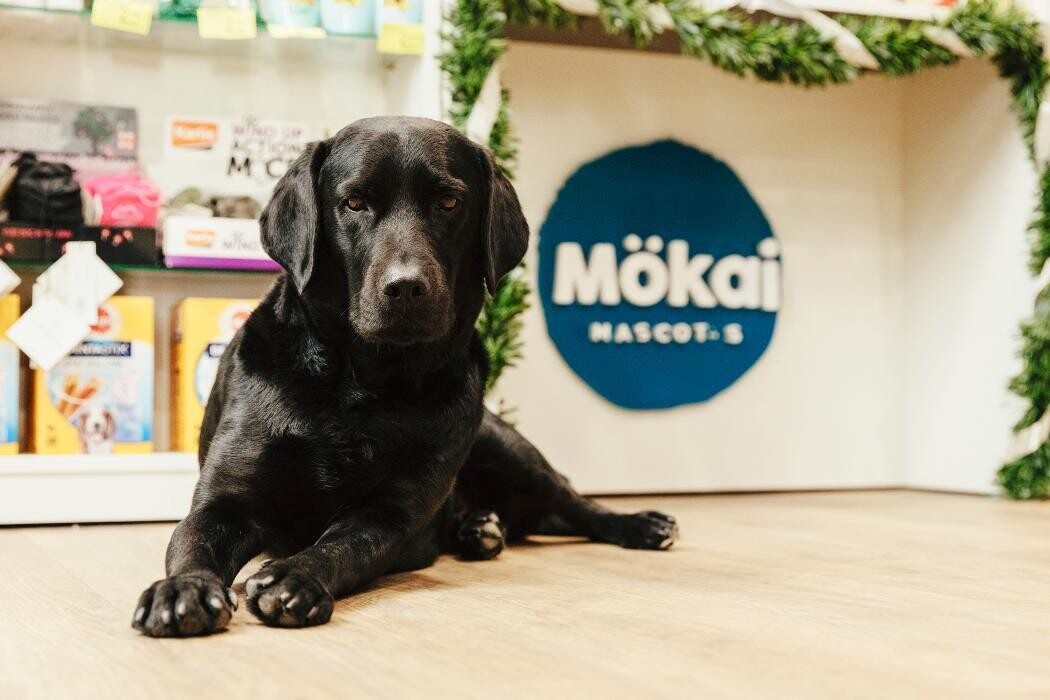 Images Mökai Mascotas