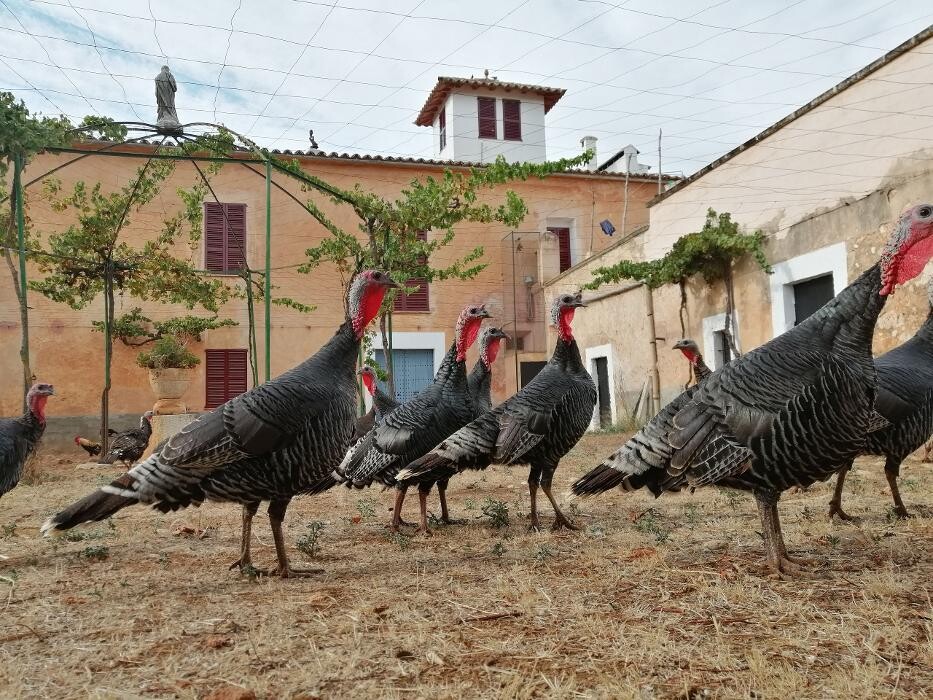 Images Son Borràs de Passatemps