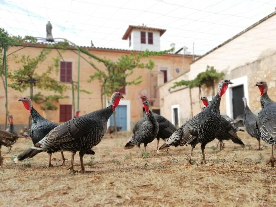 Images Son Borràs de Passatemps