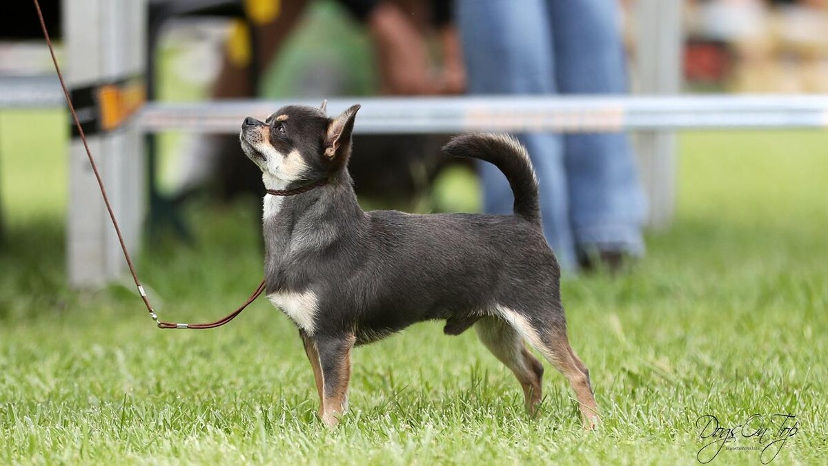 Images VALLE NARANCO CHIHUAHUAS
