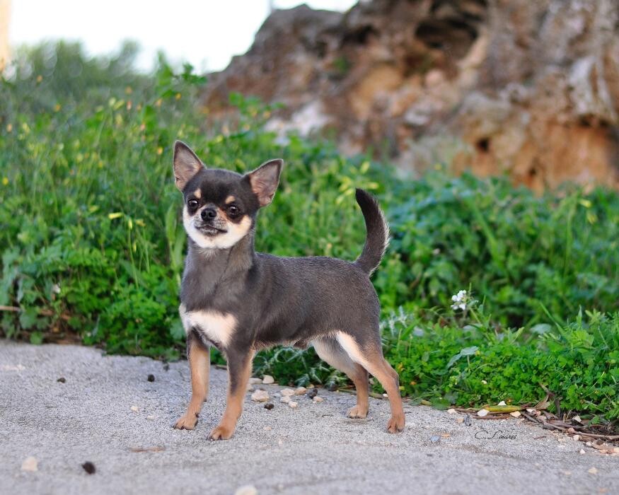 Images VALLE NARANCO CHIHUAHUAS