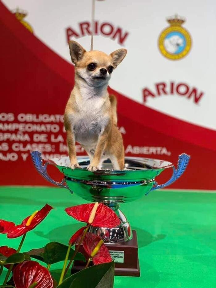 Images VALLE NARANCO CHIHUAHUAS