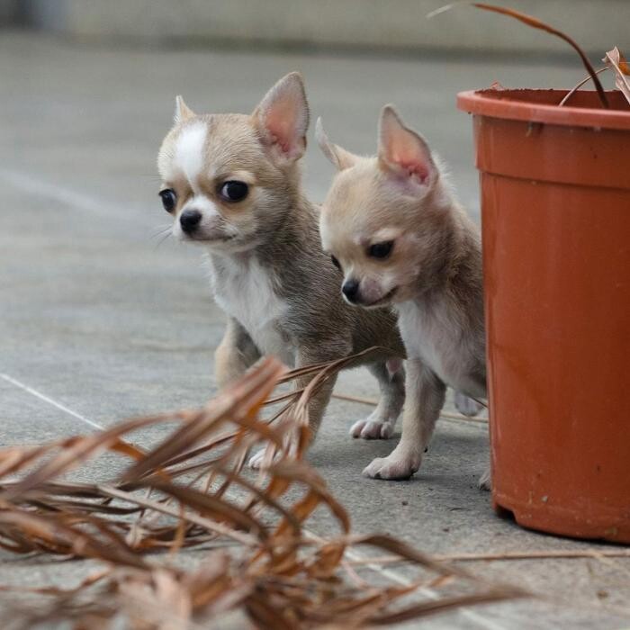 Images VALLE NARANCO CHIHUAHUAS