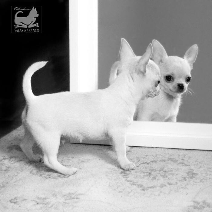 Images VALLE NARANCO CHIHUAHUAS