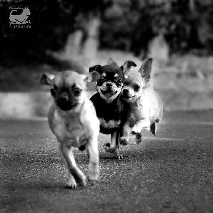 Images VALLE NARANCO CHIHUAHUAS