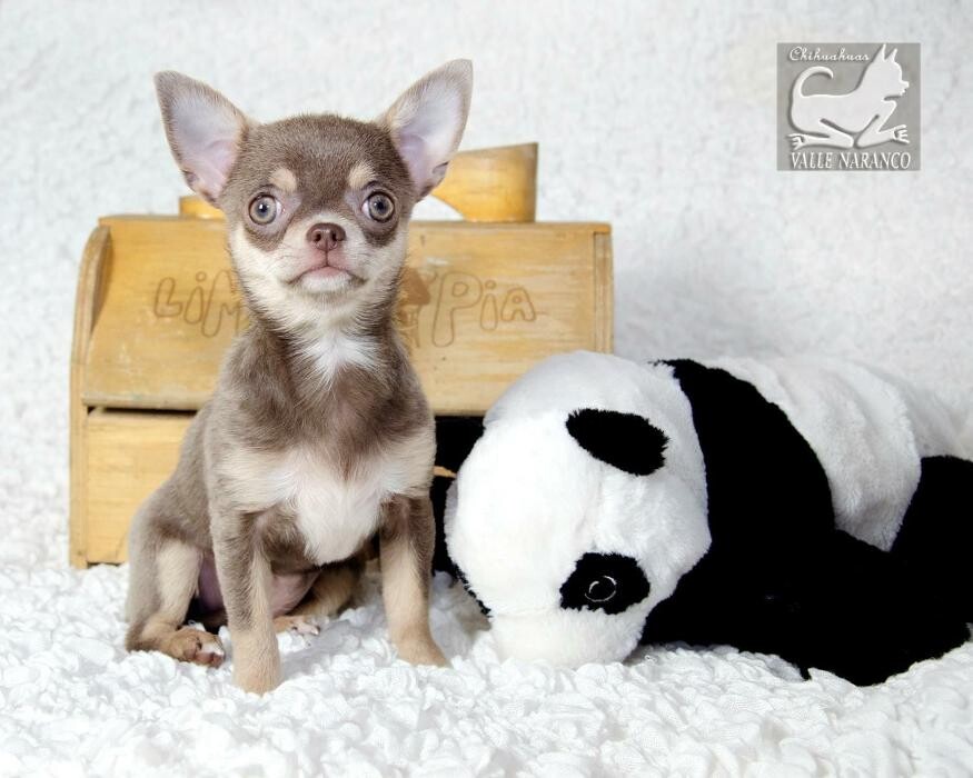 Images VALLE NARANCO CHIHUAHUAS