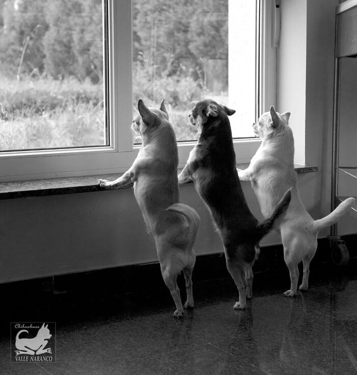 Images VALLE NARANCO CHIHUAHUAS