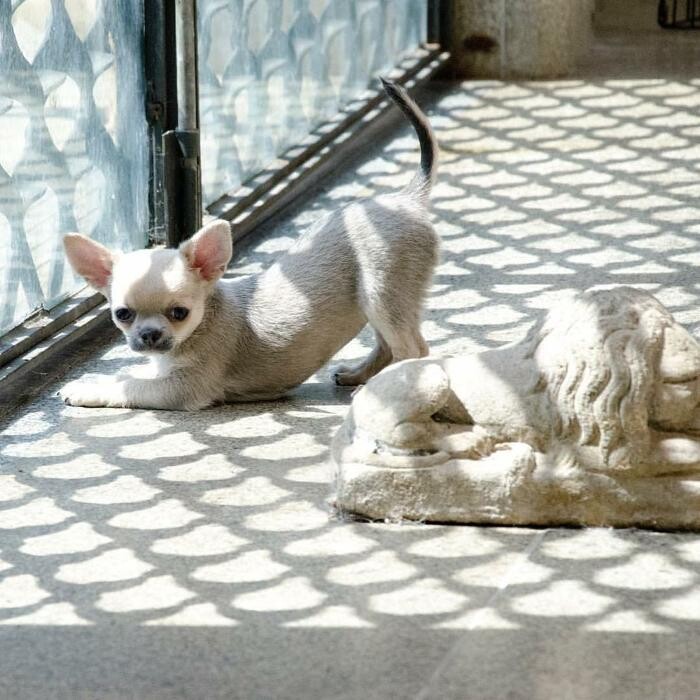 Images VALLE NARANCO CHIHUAHUAS