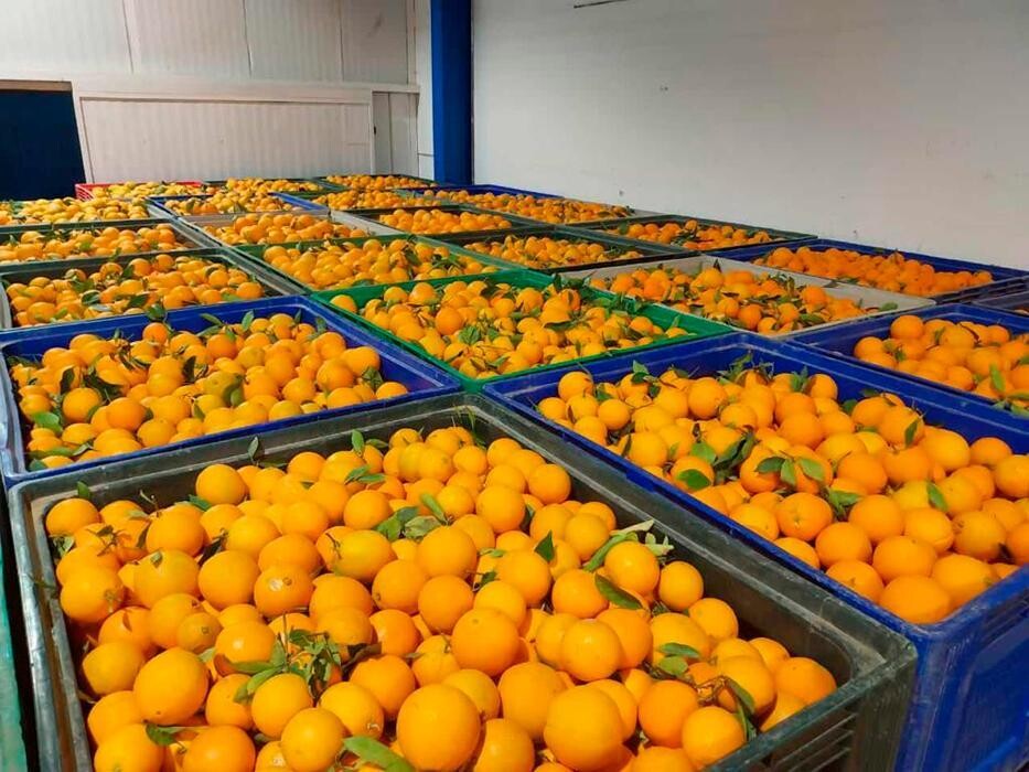 Images COMERCIALIZADORA AGRÍCOLA HERMANOS CAMPOS, S.L.