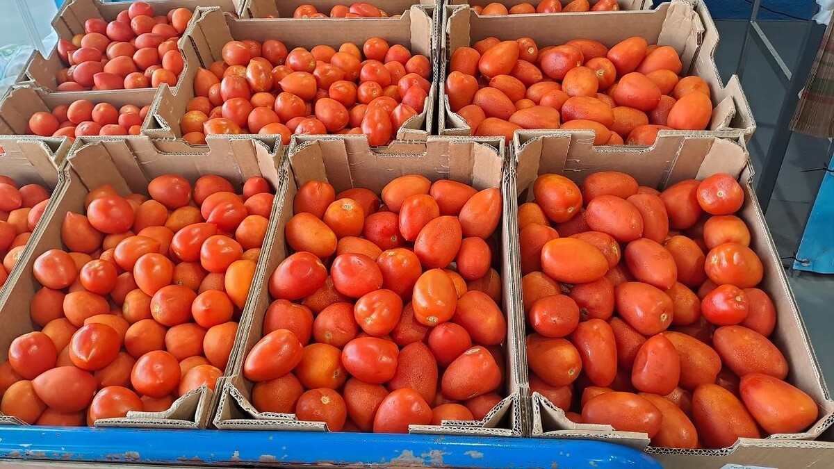 Images COMERCIALIZADORA AGRÍCOLA HERMANOS CAMPOS, S.L.