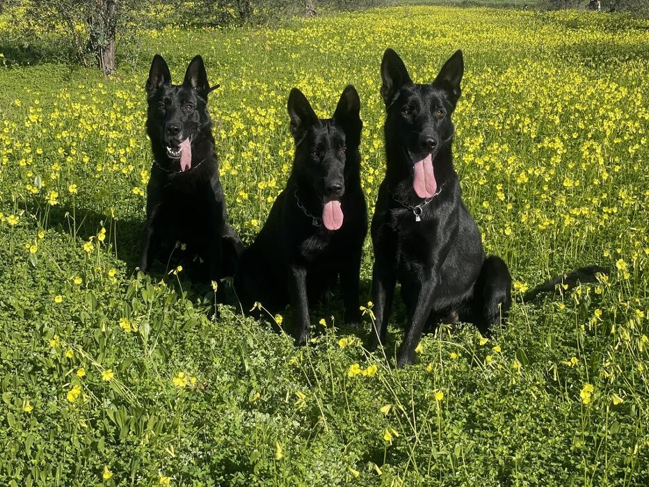 Images Detección mediante perros