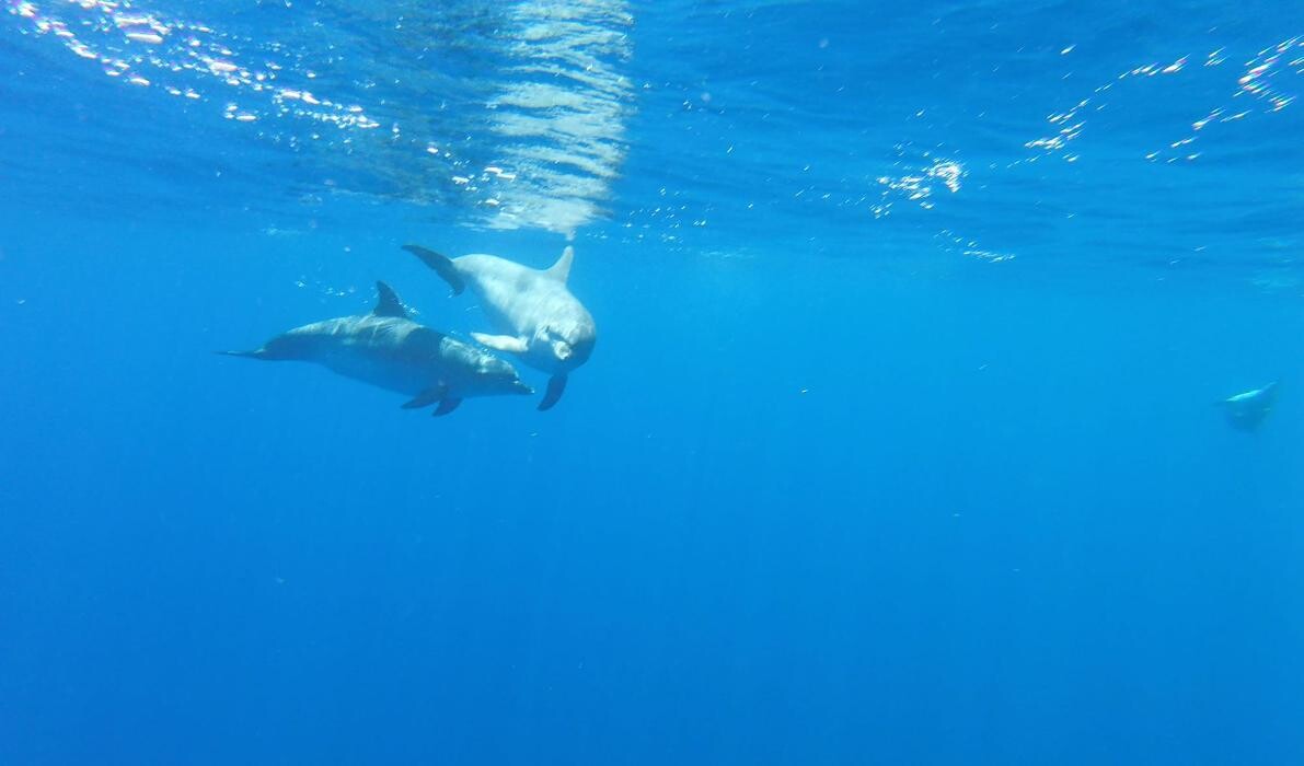 Images RODA AZUL, S.L.