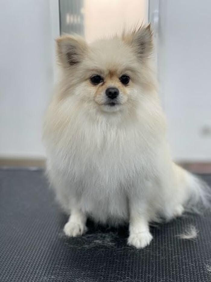 Images Rockdogs Peluquería Canina