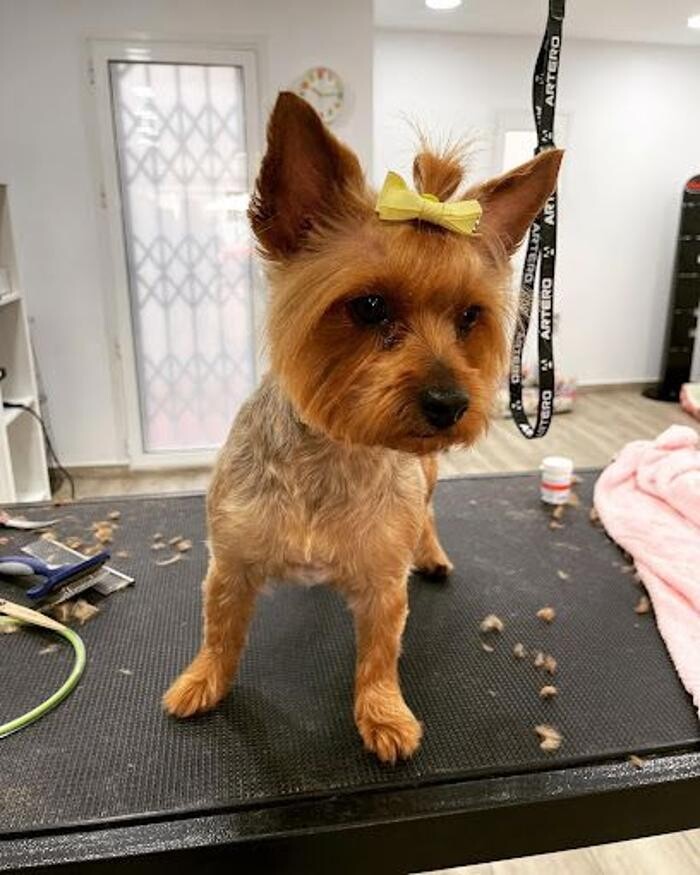 Images Rockdogs Peluquería Canina