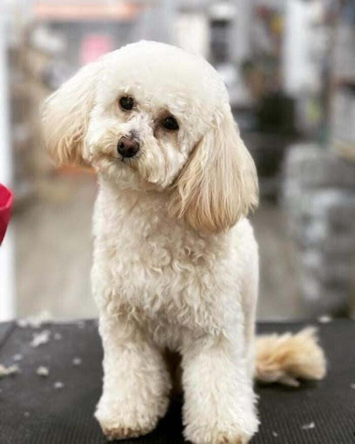 Images Rockdogs Peluquería Canina