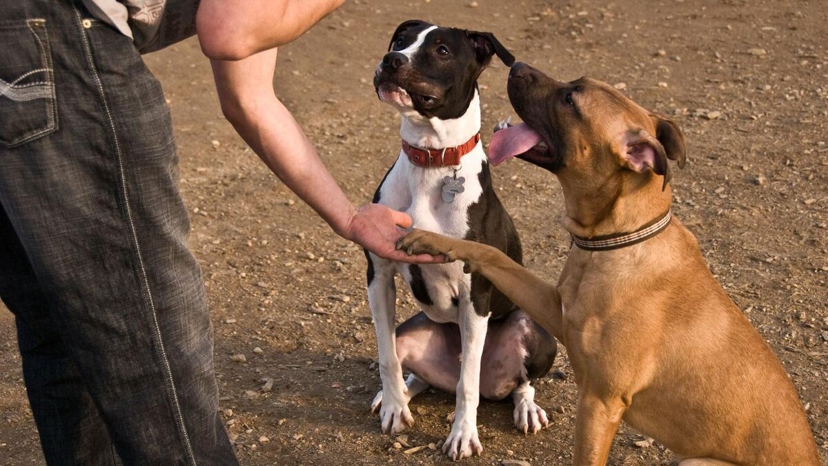 Images Rockdogs Peluquería Canina