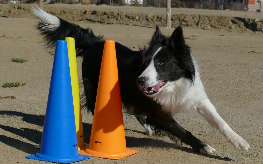 Images Piolcan Adiestramiento Canino y centro de formación