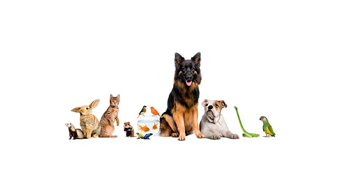 Images Clínica Veterinaria L´Eliana