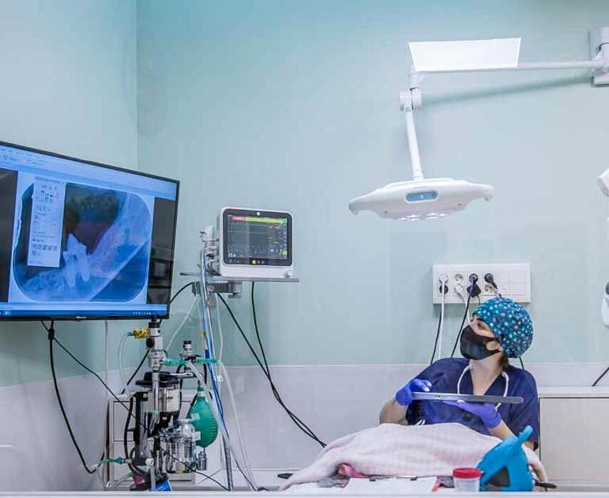 Images Hospital Gattos