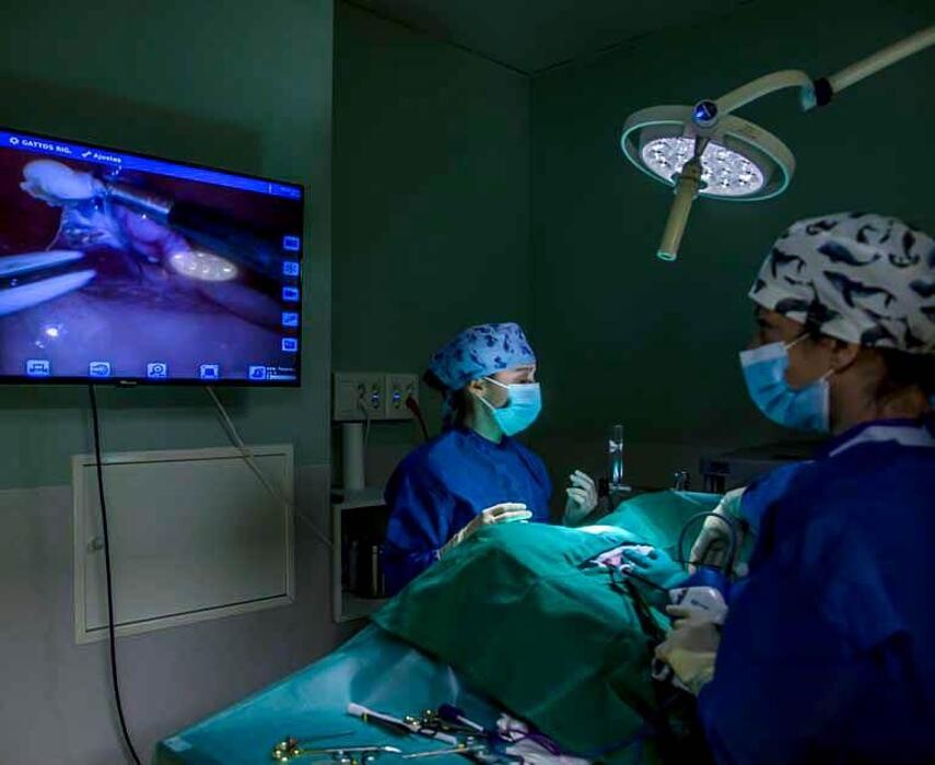 Images Hospital Gattos