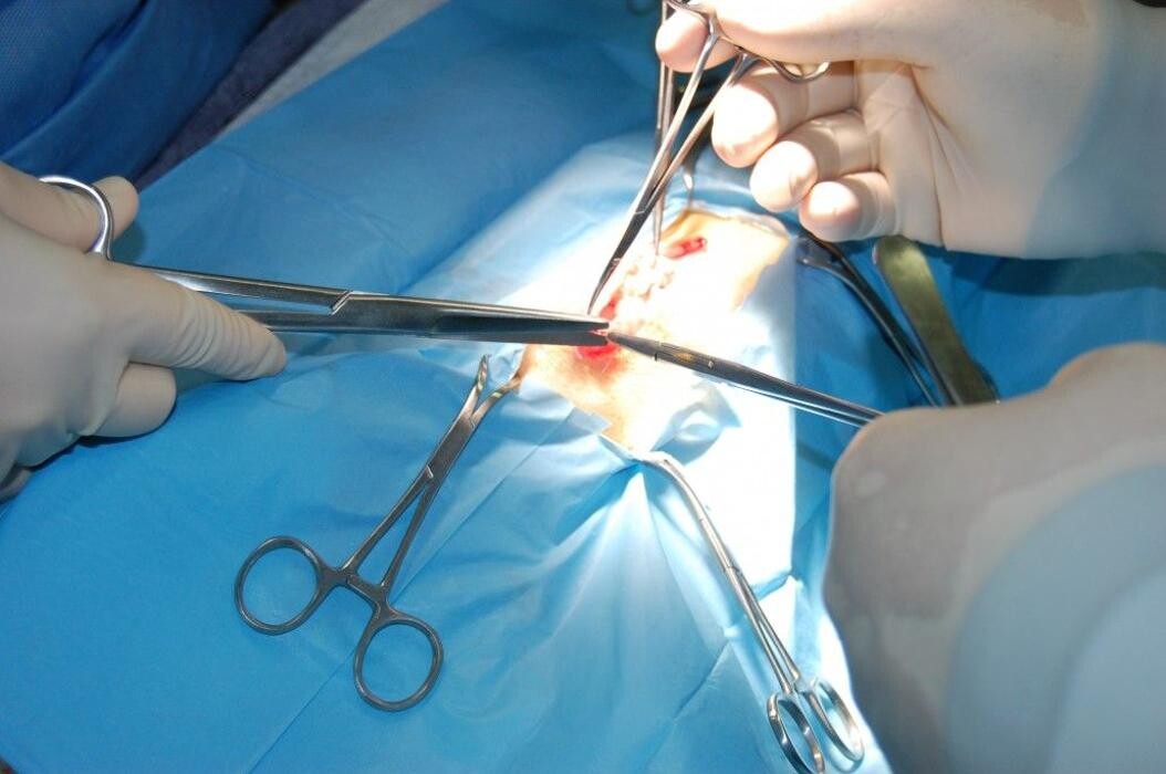 Images Aurora Centre Veterinari