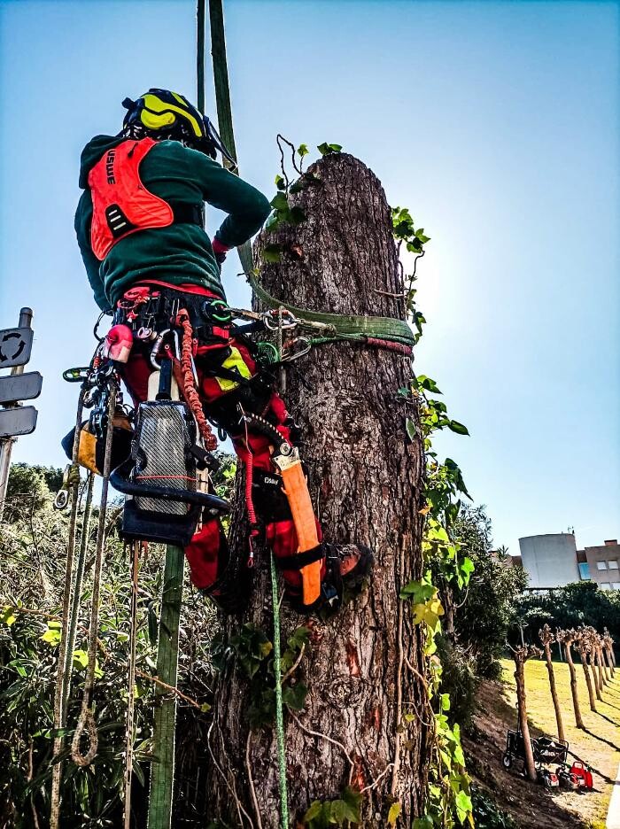 Images Sector Arbol