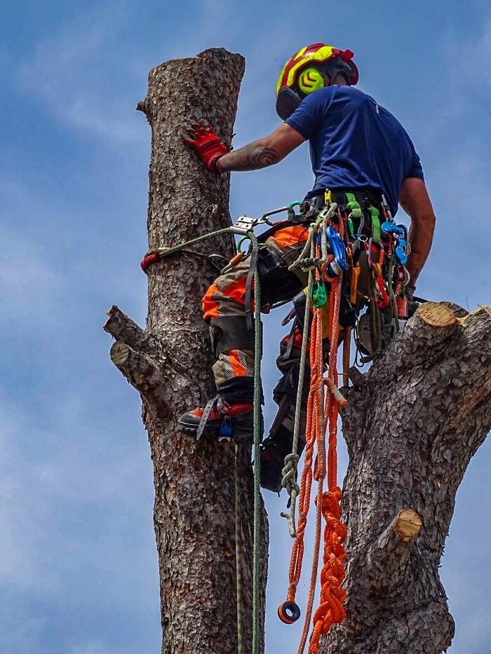 Images Sector Arbol