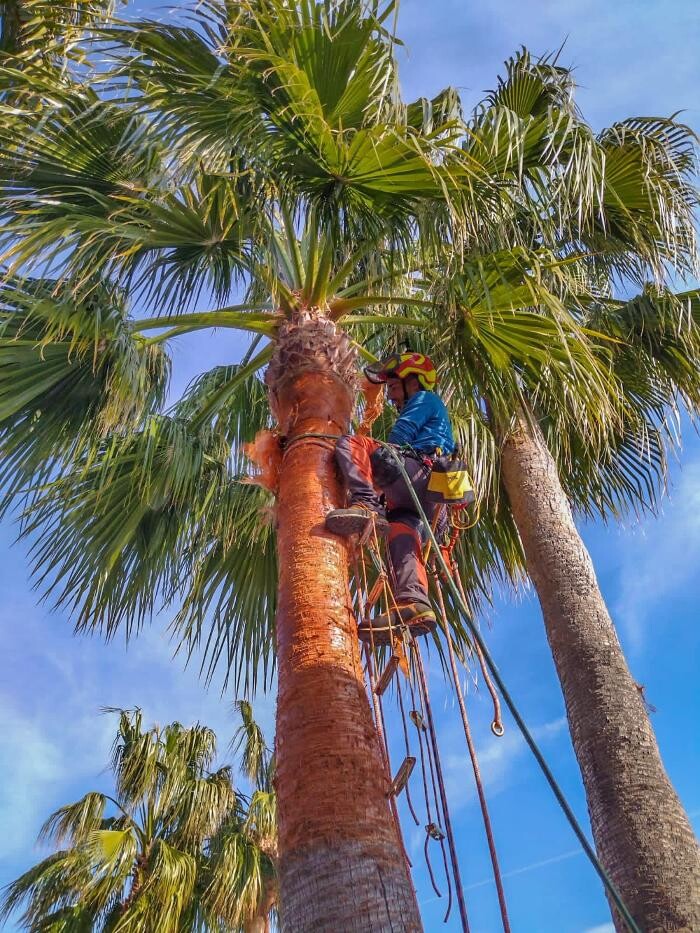 Images Sector Arbol