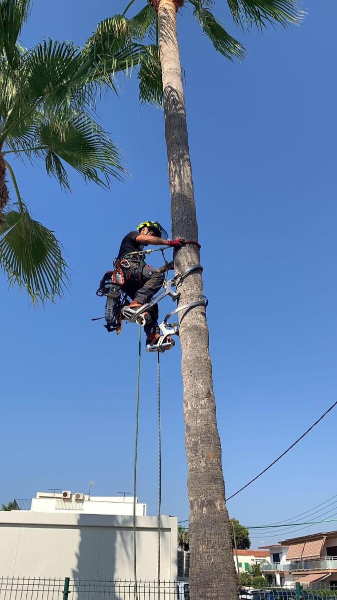 Images Sector Arbol