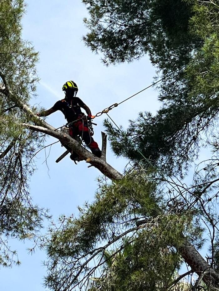 Images Sector Arbol