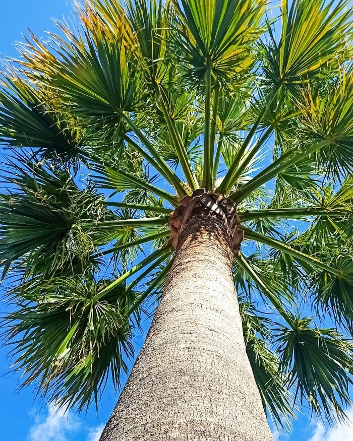 Images Sector Arbol