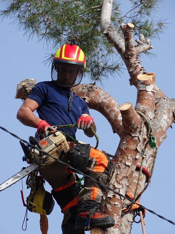 Images Sector Arbol