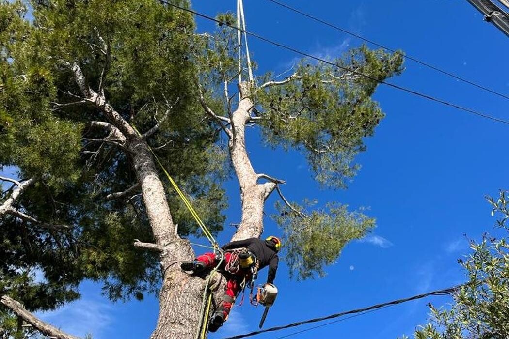 Images Sector Arbol