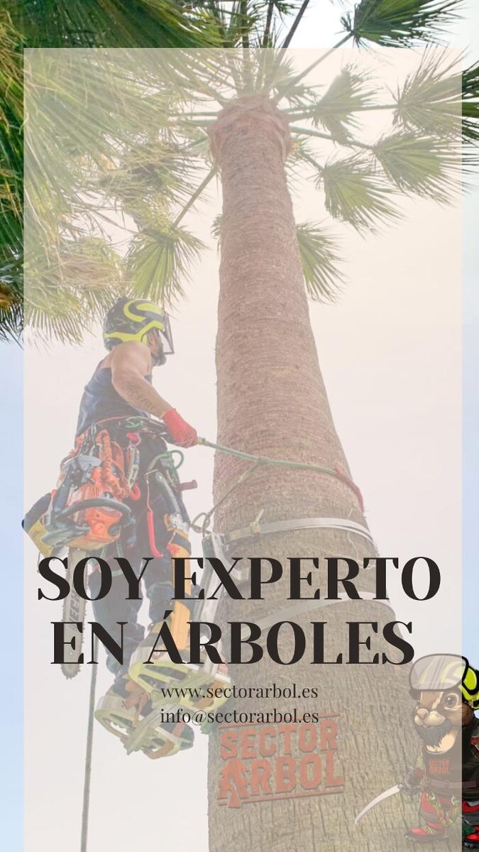 Images Sector Arbol