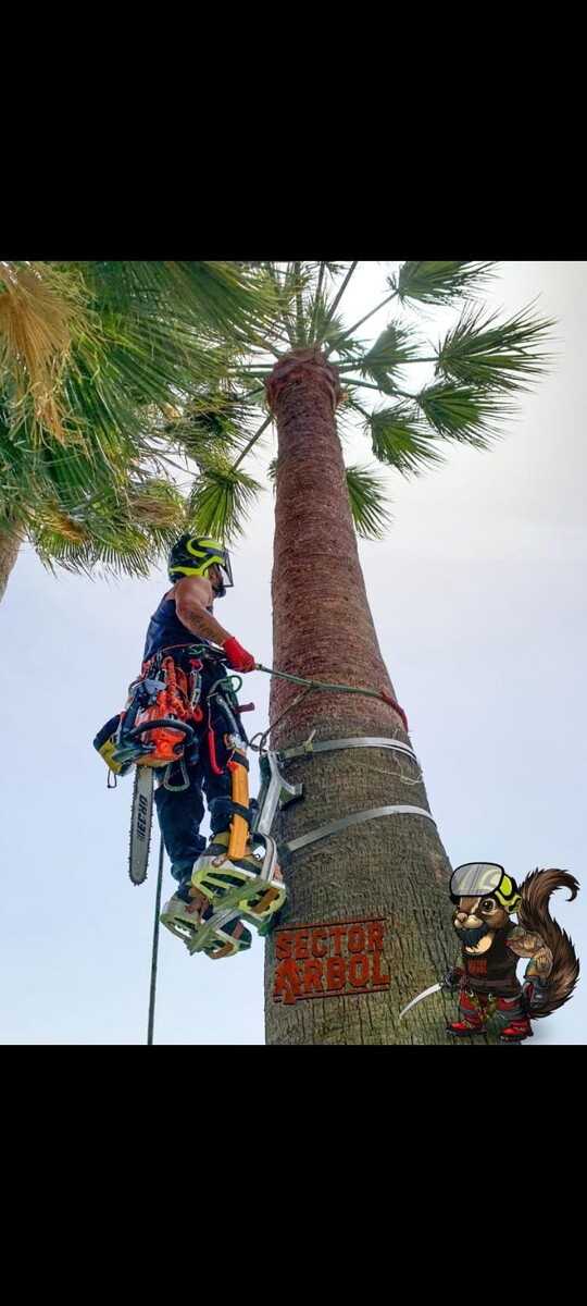 Images Sector Arbol