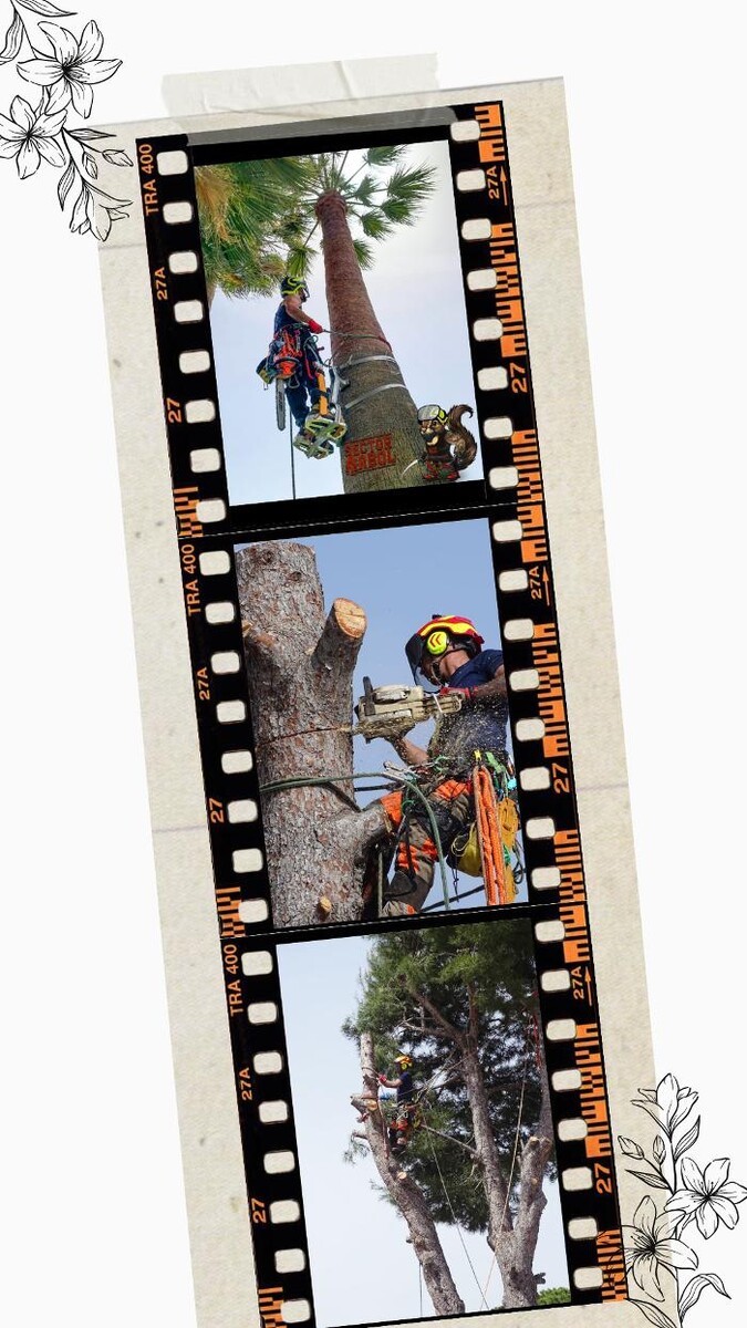 Images Sector Arbol