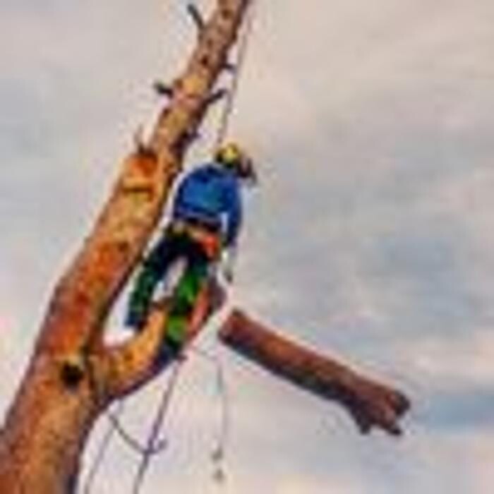 Images Sector Arbol