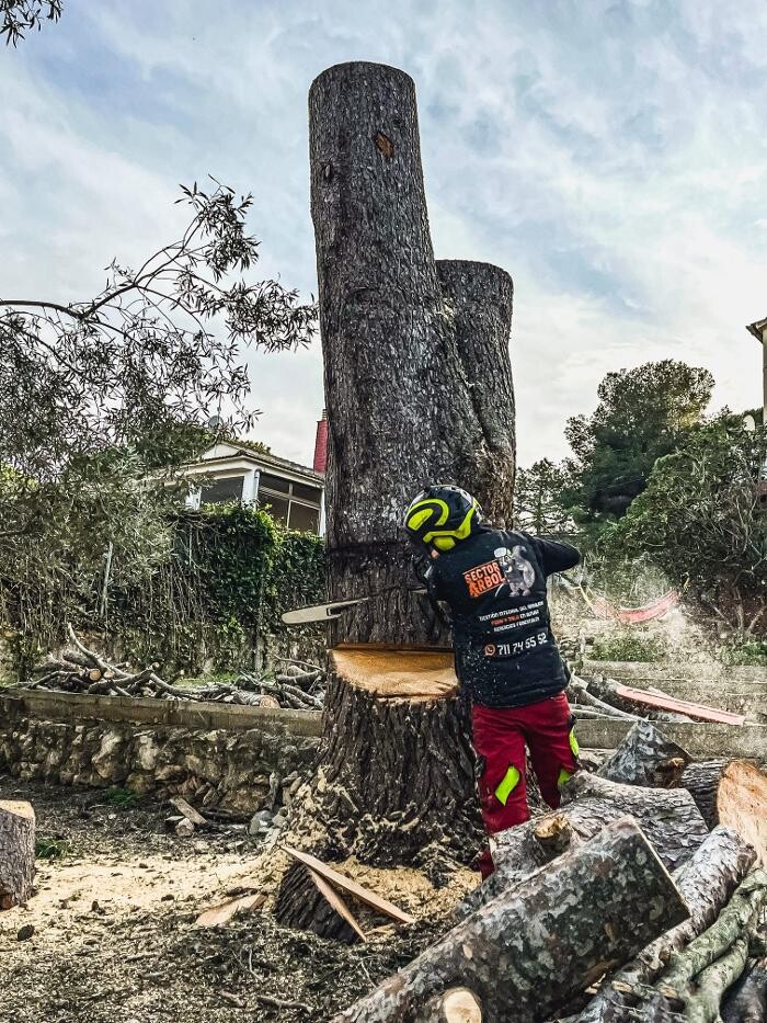 Images Sector Arbol