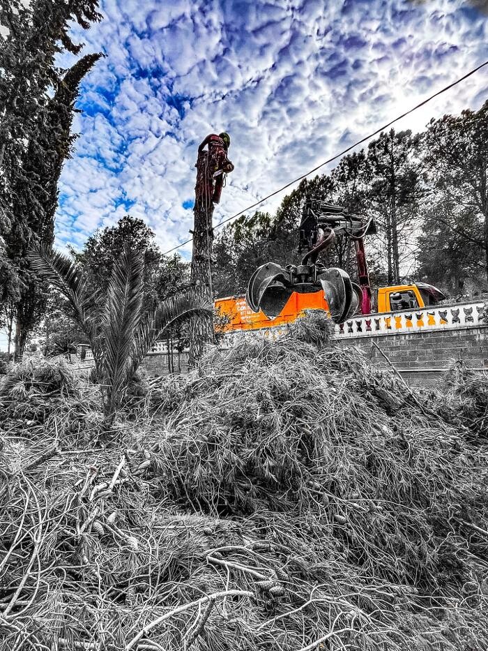 Images Sector Arbol
